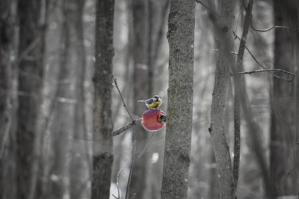 Photograph by Марина Безенкина