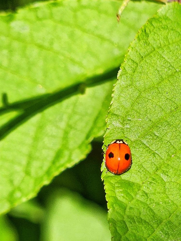Photograph by Ирина Лучинская
