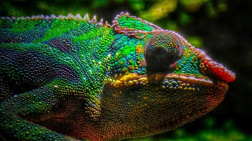 Живой изумруд