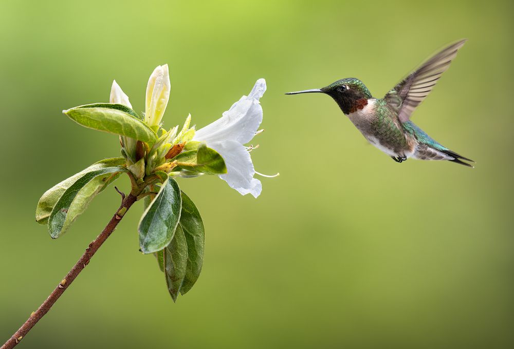 Photograph by Atul Saluja