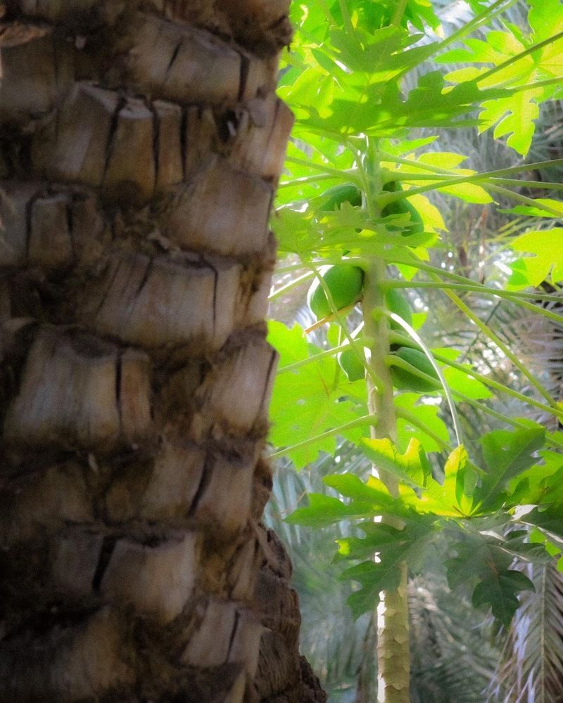 Photograph by Waleed Yousuf Alwahaibi