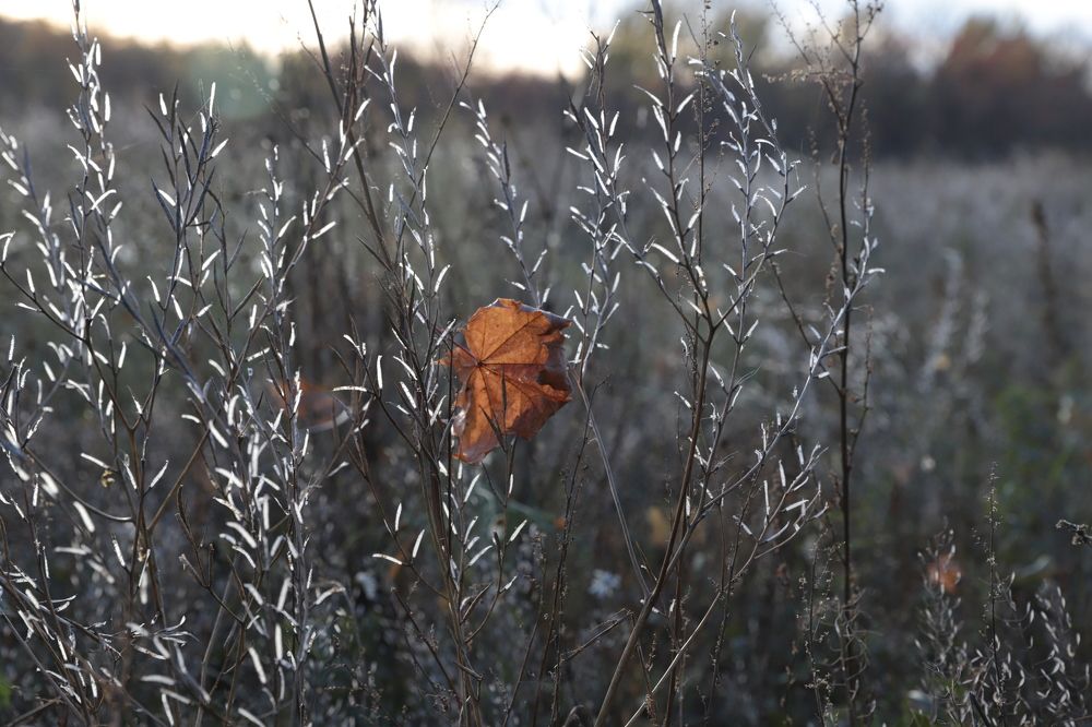 Photograph by елена