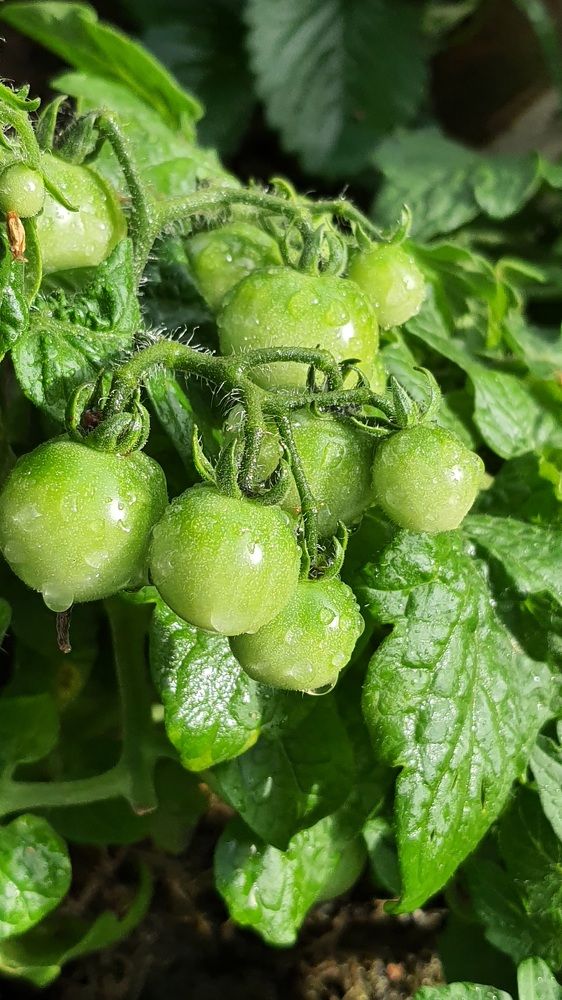 Photograph by Виктория Образцова