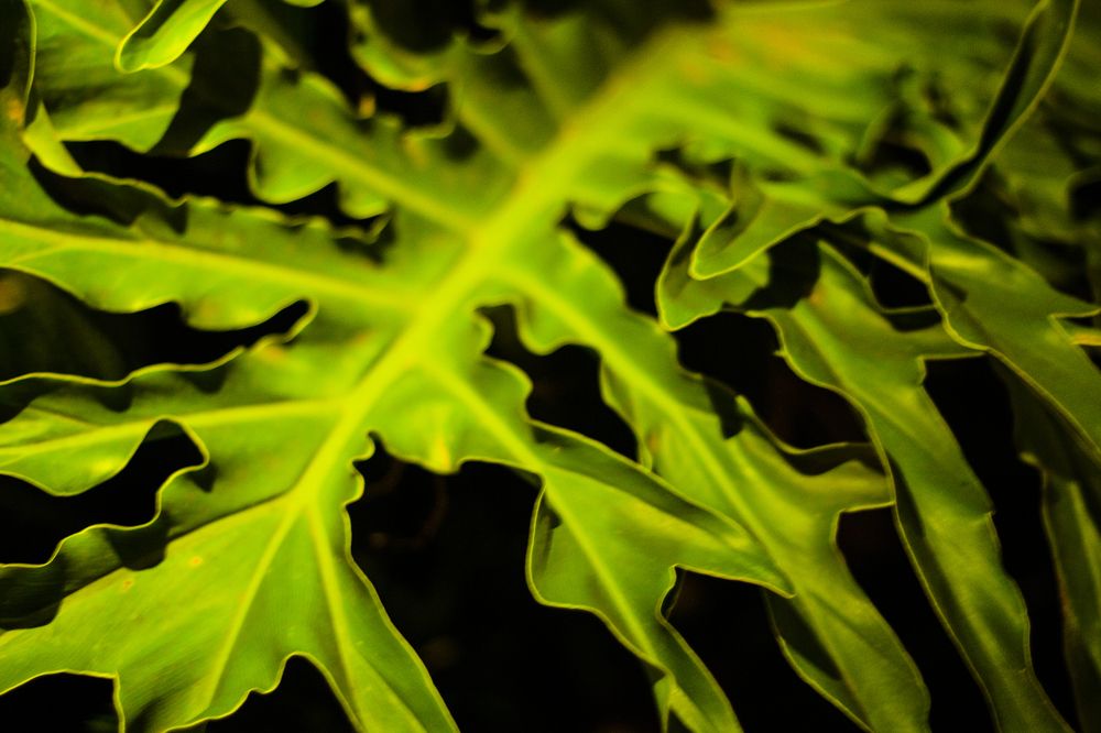 Photograph by Régis Santos