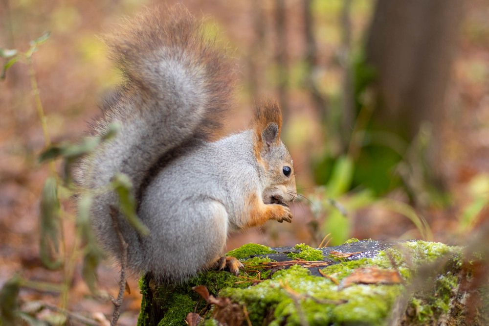 Photograph by Алексей Середенин