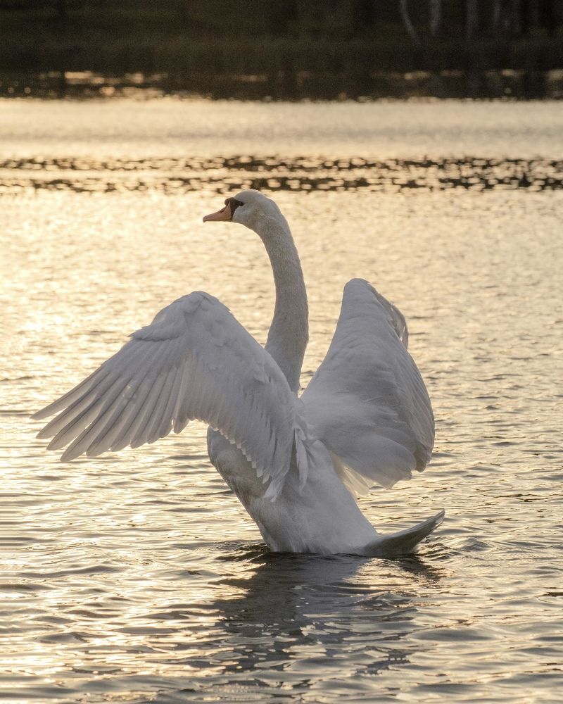 Photograph by Юлия Сидорова