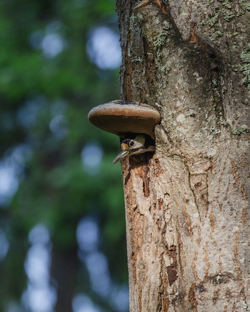 Photograph by Юлия Сидорова