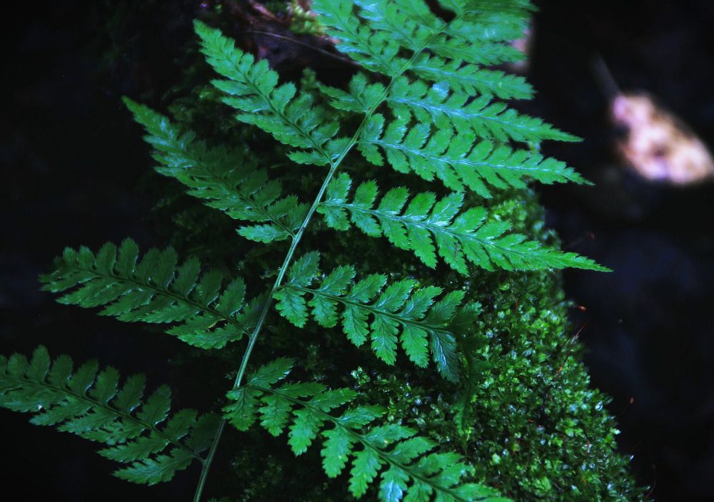 Фотография автора Светлана Терехова