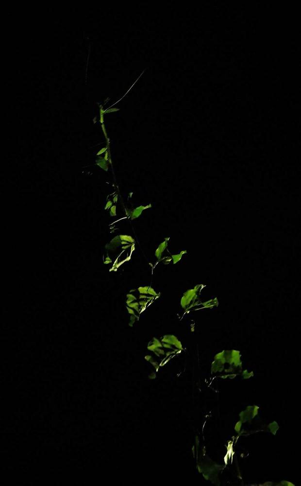 Photograph by Régis Santos