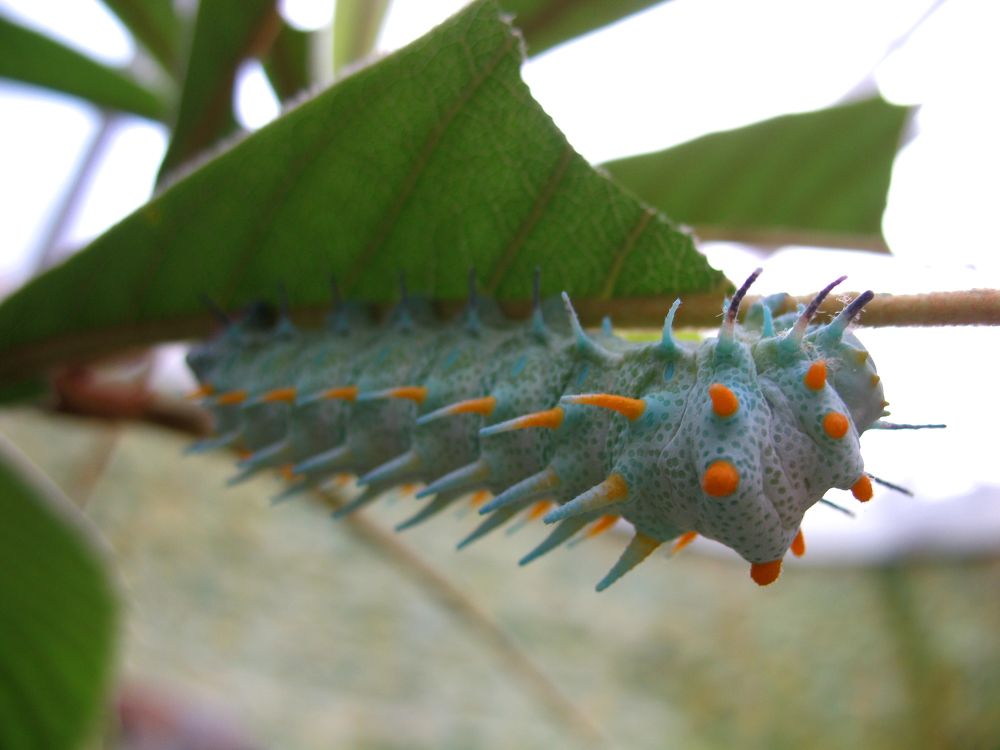 Photograph by Anton Hantov