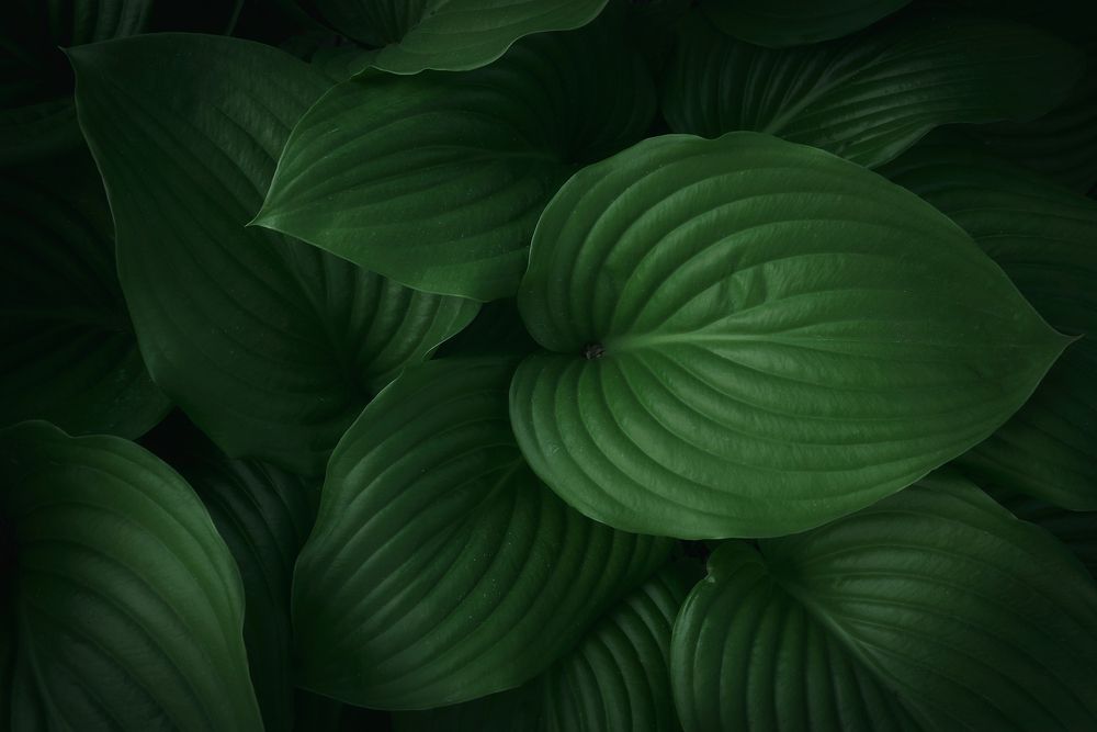 Майская зелень