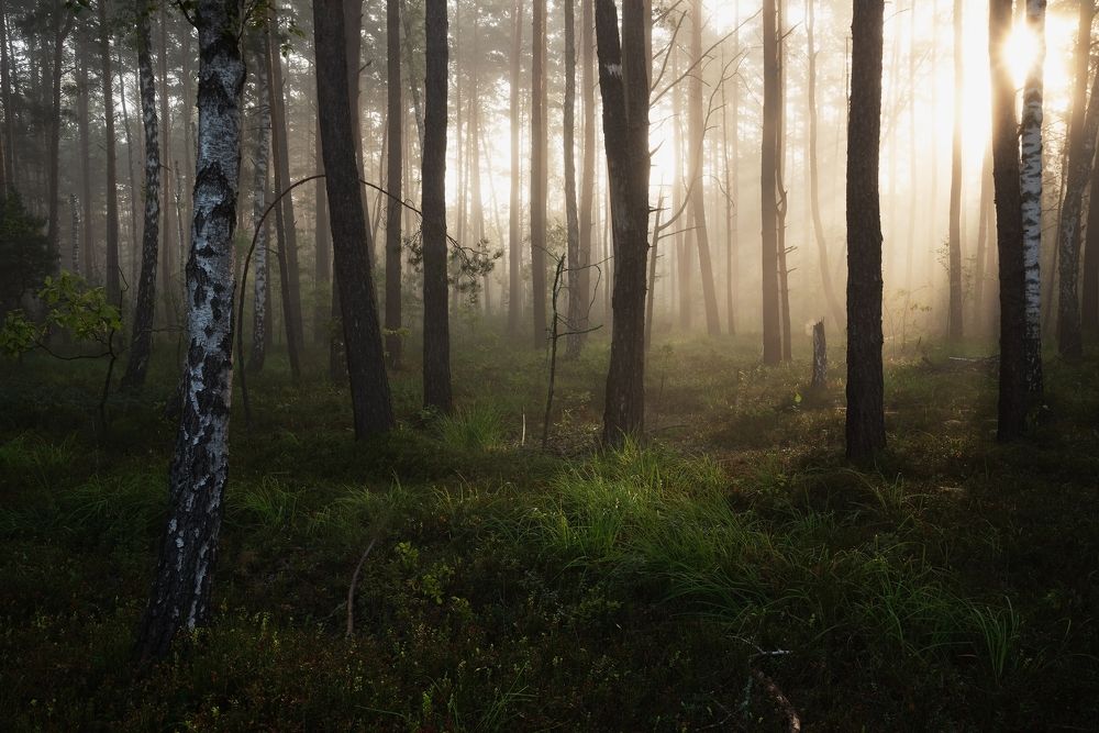 Photograph by Захаров Дмитрий