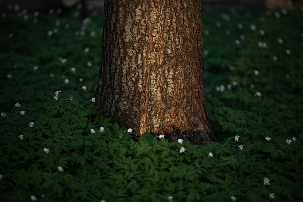 В лесу весна