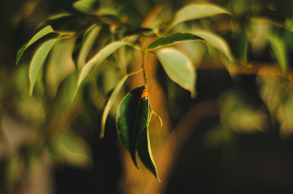 Photograph by Светлана Бачеко