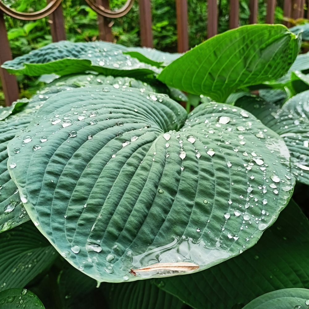 Photograph by Анна Лазарева