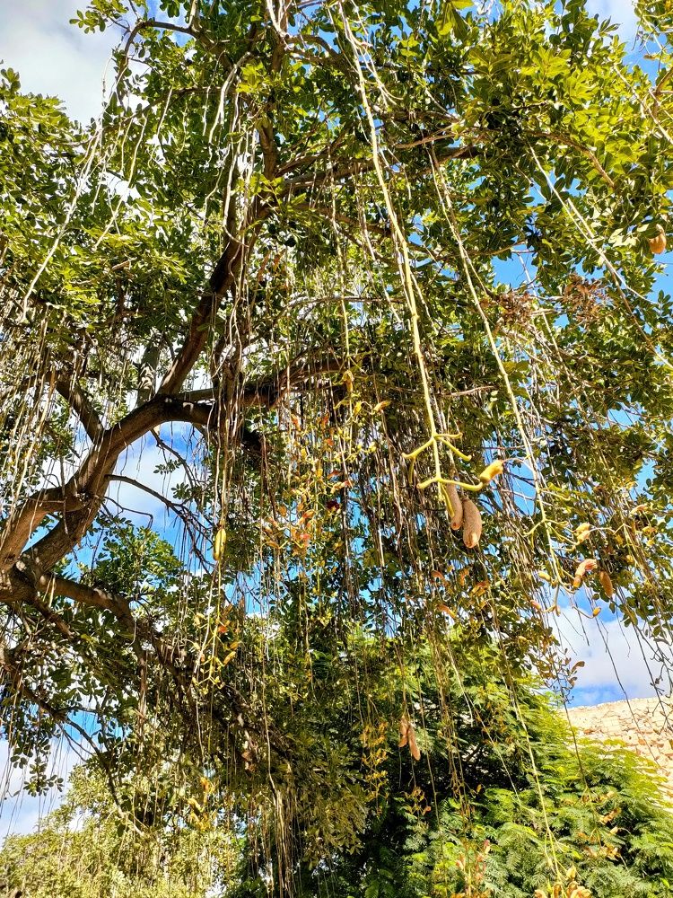 Фотография автора Sara Attia