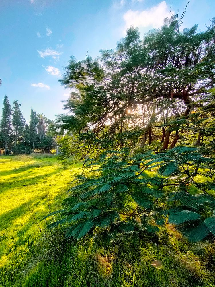 Фотография автора Sara Attia