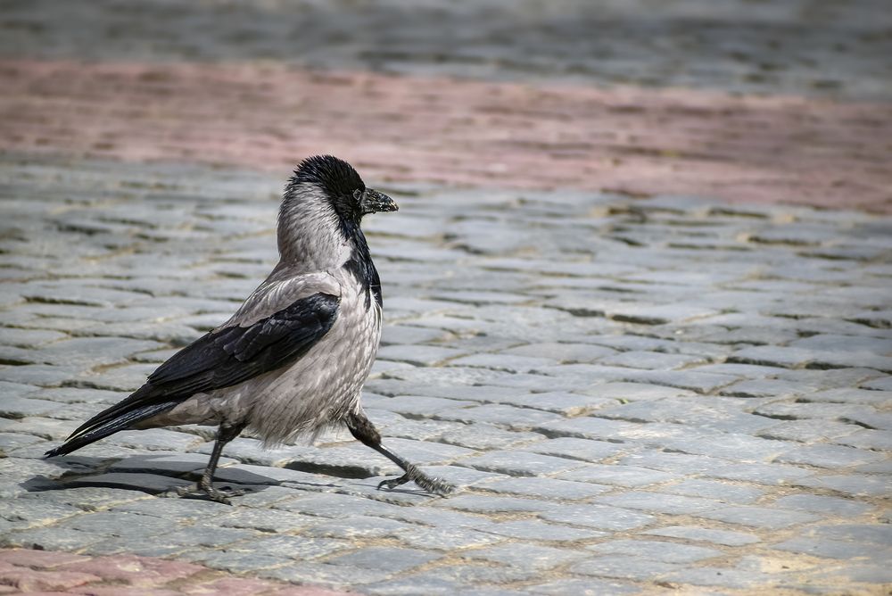 Photograph by Елена Амозова