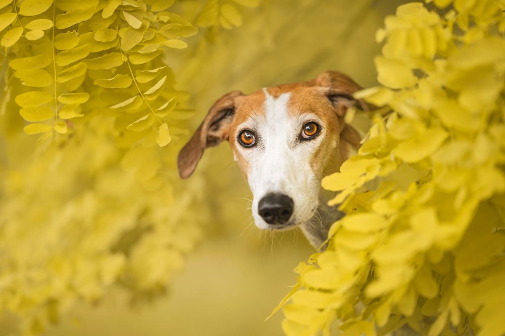 Photograph by Susan Lang