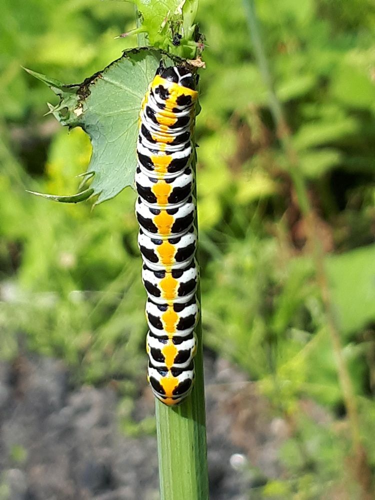 Photograph by Виктория Образцова
