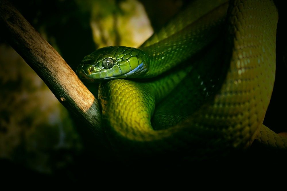 Photograph by Olga Shchetinina