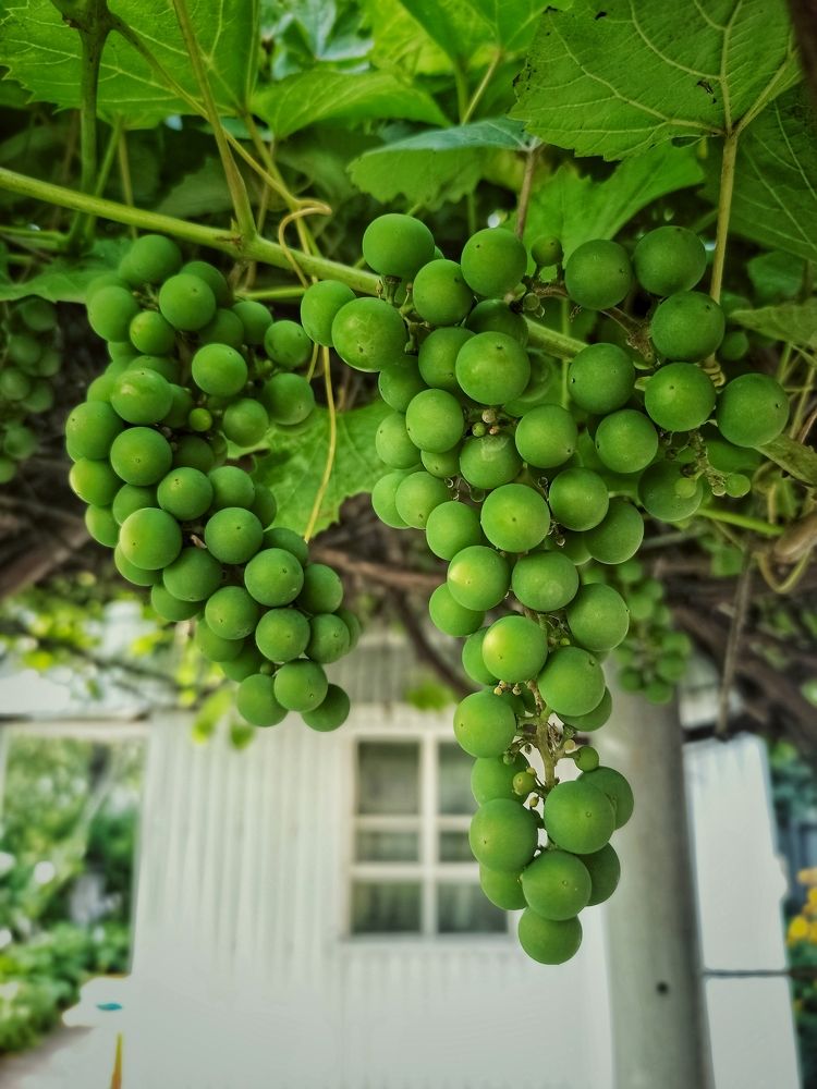 Photograph by Вера Родионова