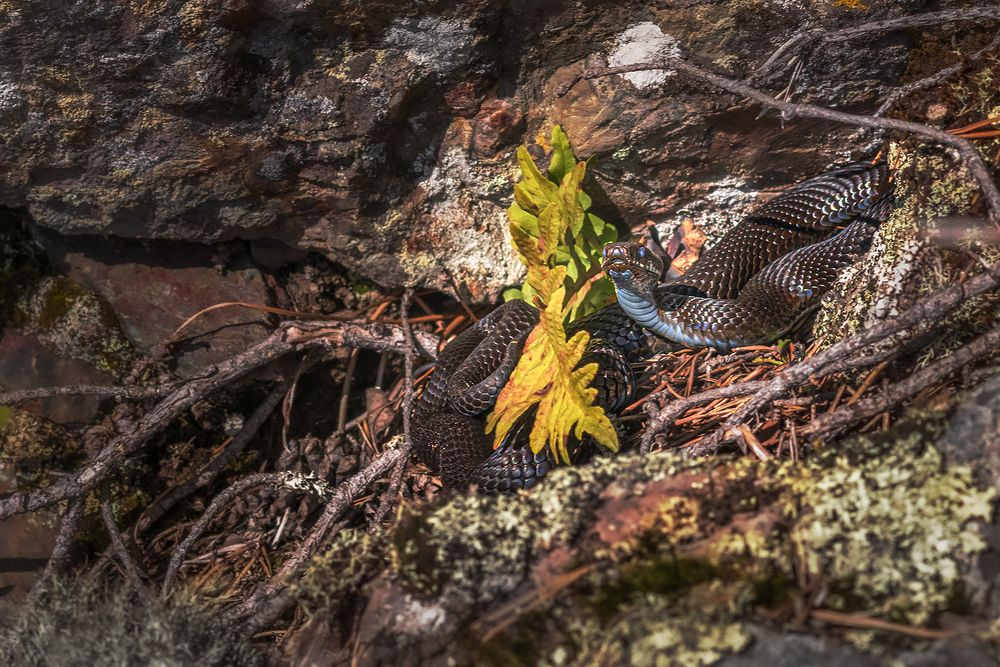 Photograph by Елена Амозова