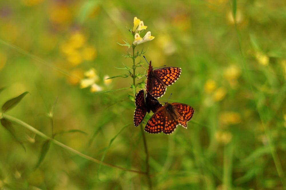 Photograph by Silushin Alexey