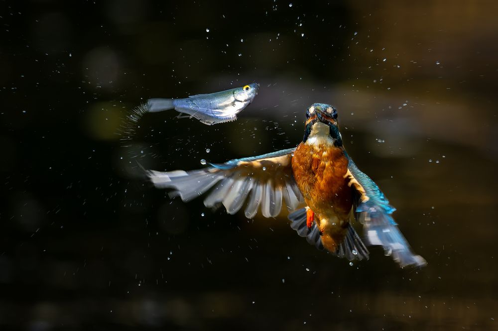 Photograph by Leo Ngo