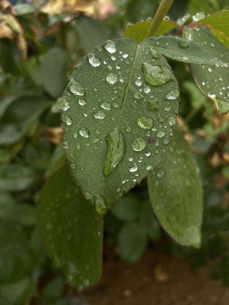 Photograph by Наталья Душакова