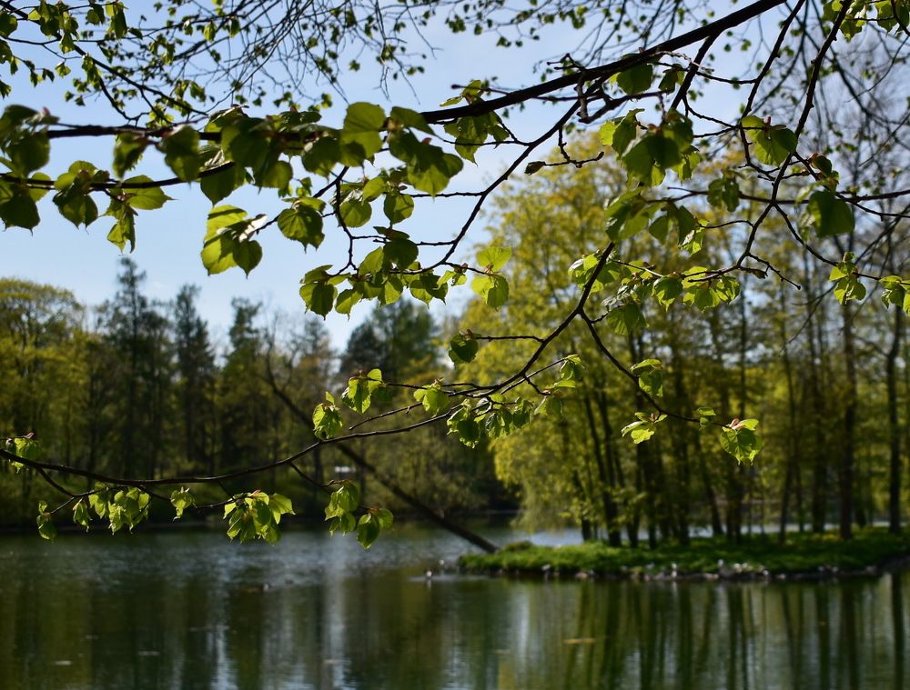 Идёт-гудёт Зелёный Шум...