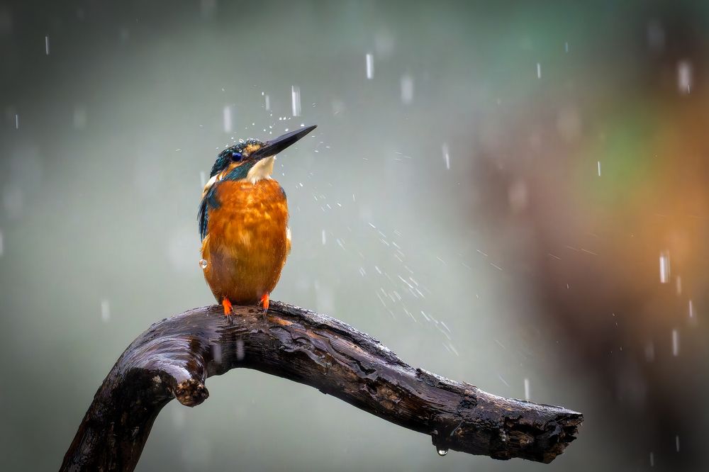 Photograph by Leo Ngo