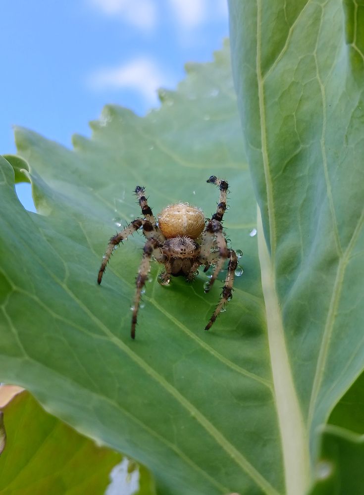 Фотография автора Джаф