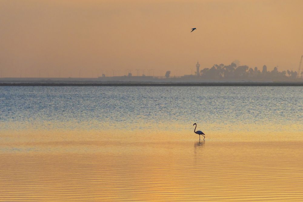 Фотография автора Alaa El Deeb