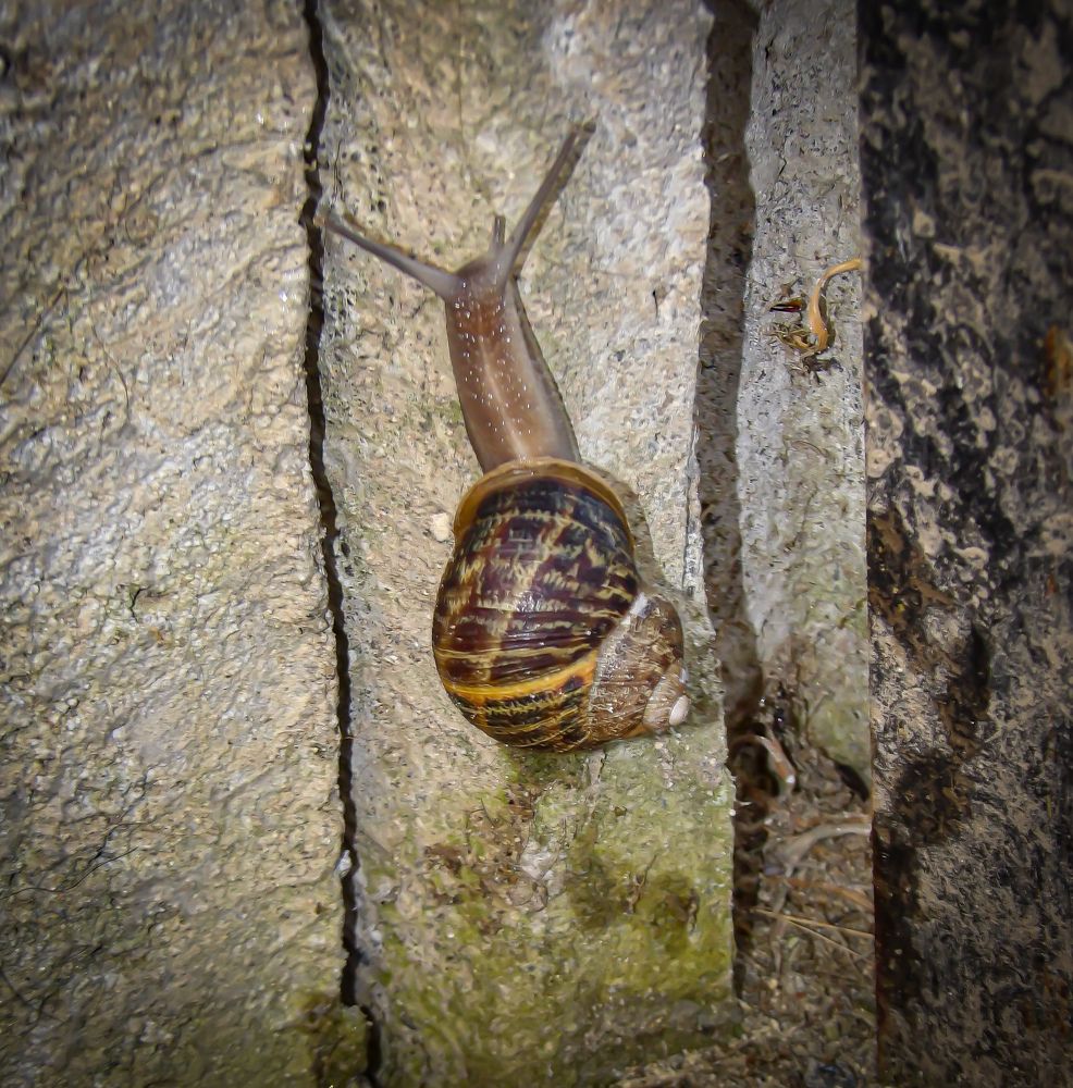 Photograph by Armando Perez