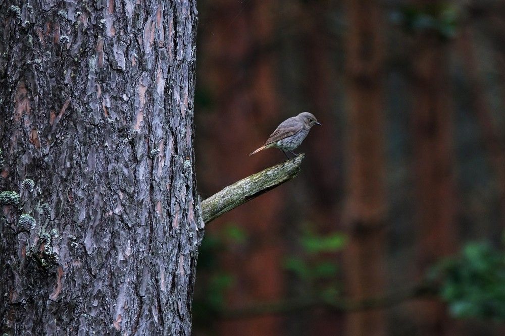 Photograph by jelena konickaja
