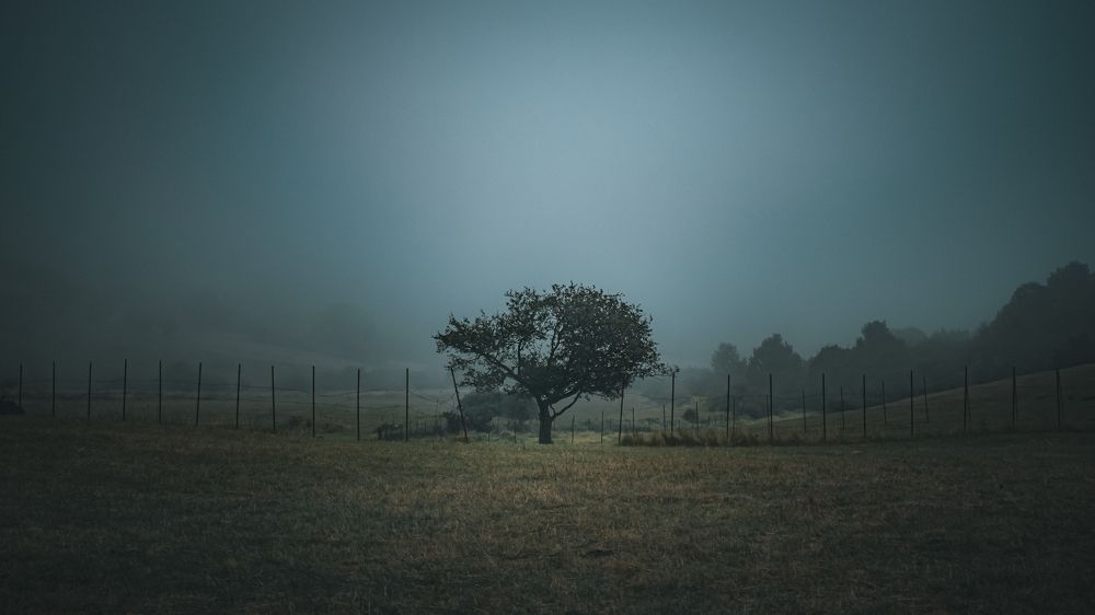 Photograph by Farshad Yazdankhah