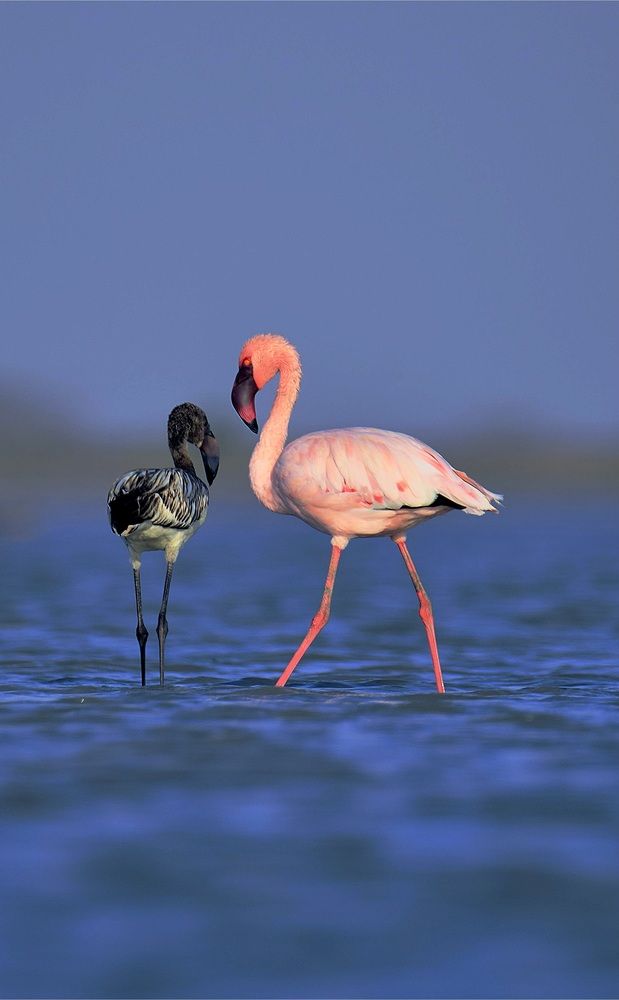 Photograph by Rahul Meani