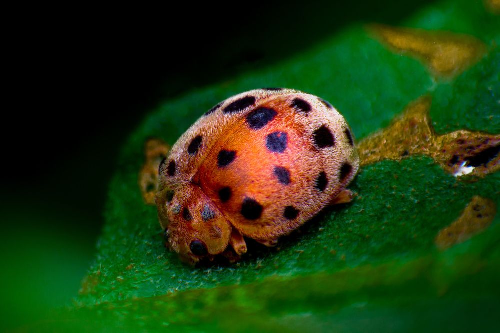 Photograph by Dewindu H. Fernando