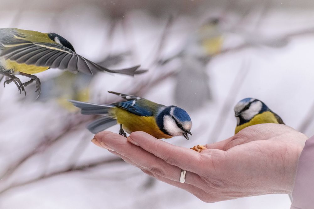 Фотография автора Мария Рохмистрова