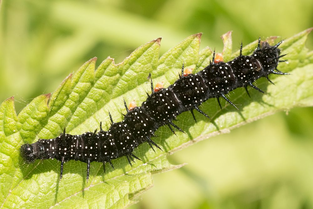 Photograph by Сергей Алексеев