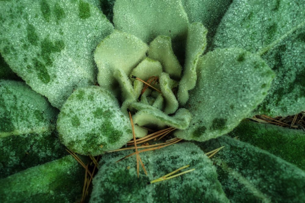 Photograph by Ирина Александрович