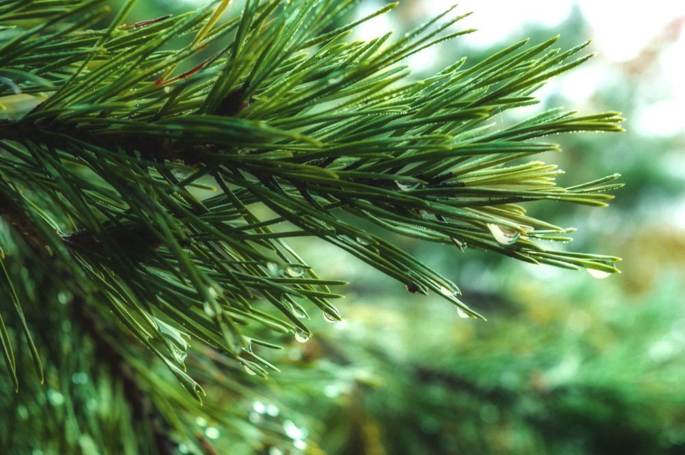 Photograph by Ирина Александрович