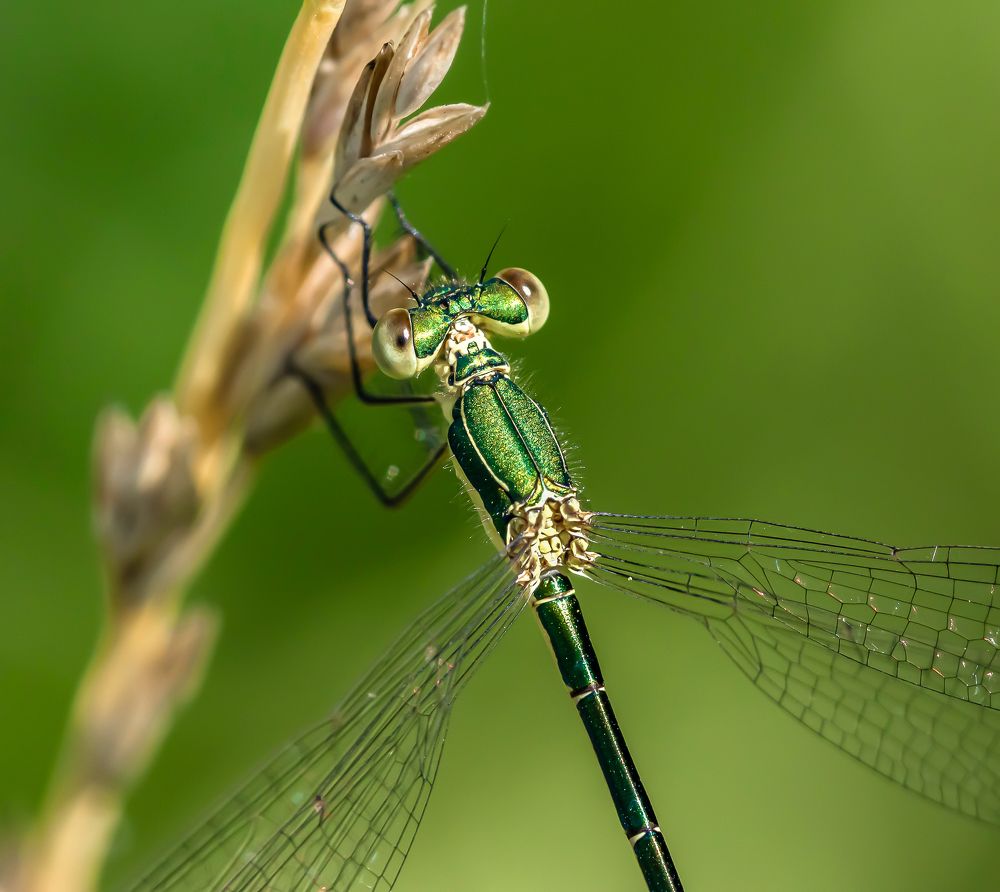 Photograph by Лапин Сергей