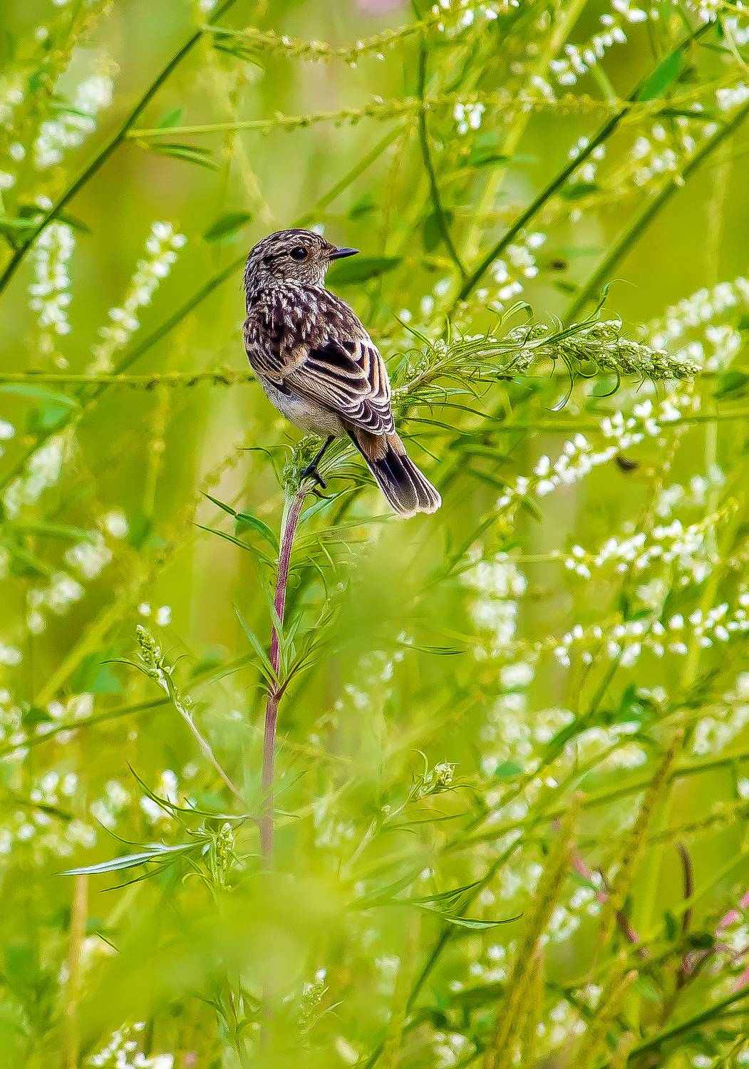 Луговой чекан.