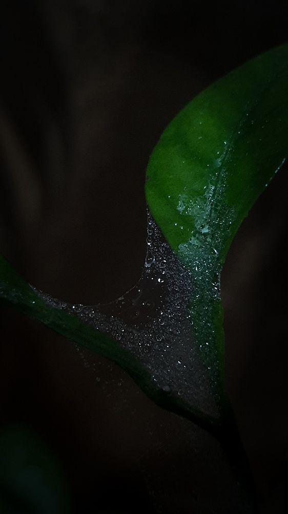 Photograph by Александра Почечуева