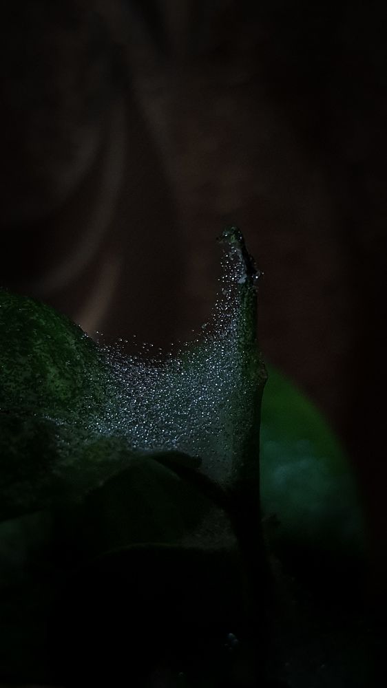 Photograph by Александра Почечуева