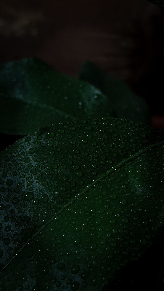 Photograph by Александра Почечуева