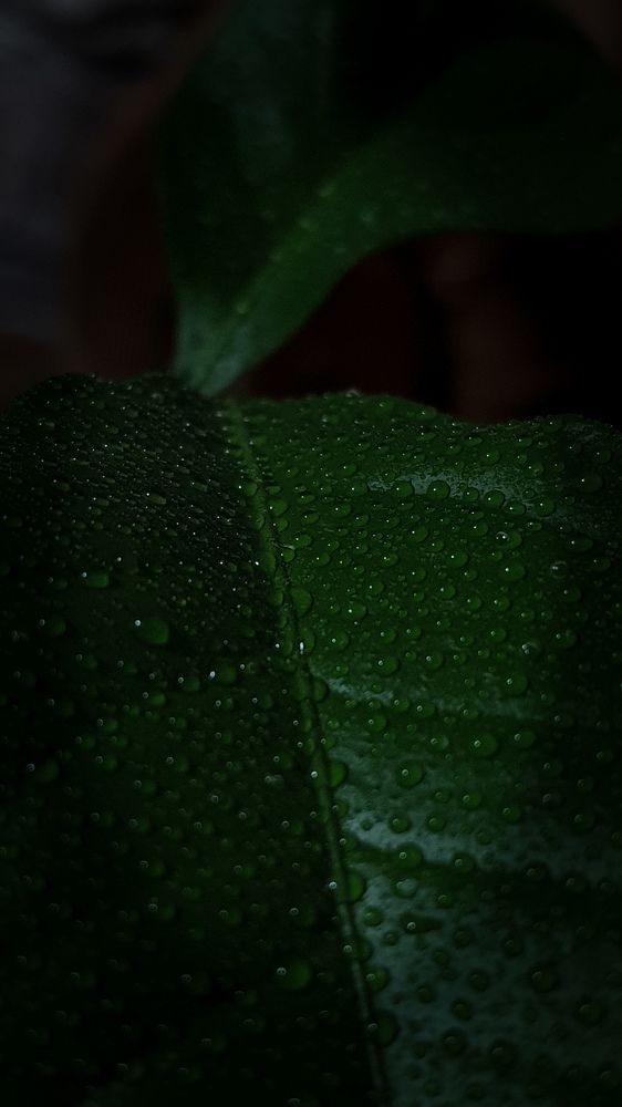 Photograph by Александра Почечуева