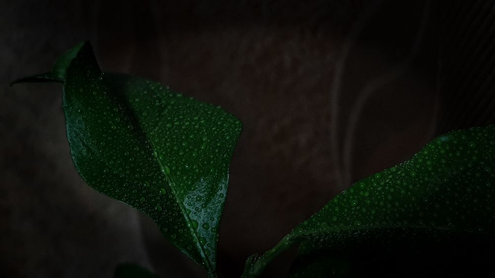 Photograph by Александра Почечуева